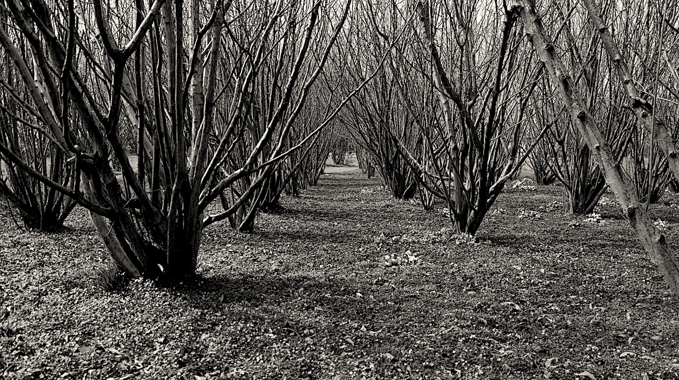 Anatomy of a Copse 2012-16 by Jane Boyd Normany France  In the spring, the light continuously re-draws the space directed by the winter pruning to reveal the organic defoliated structure.  