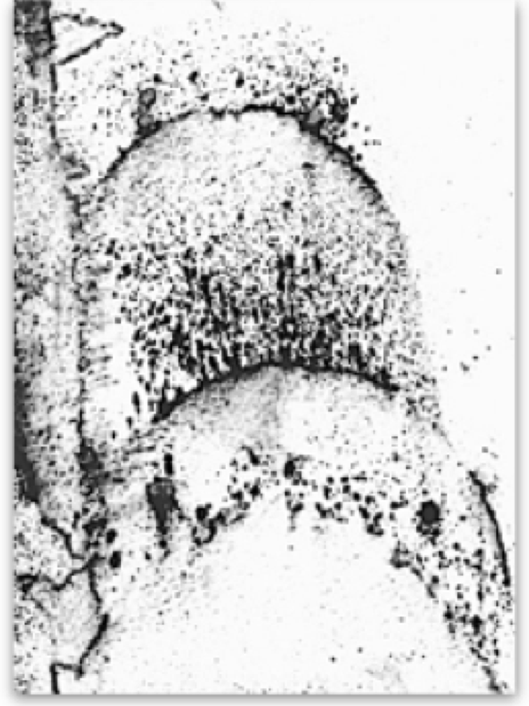 Divers series i 2012 series of five studies for Erosion  in charcoal and pencil on acid free paper Jane Boyd